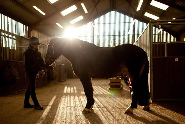 Redwings horse sanctuary in Norfolk cannot cope with any more animals