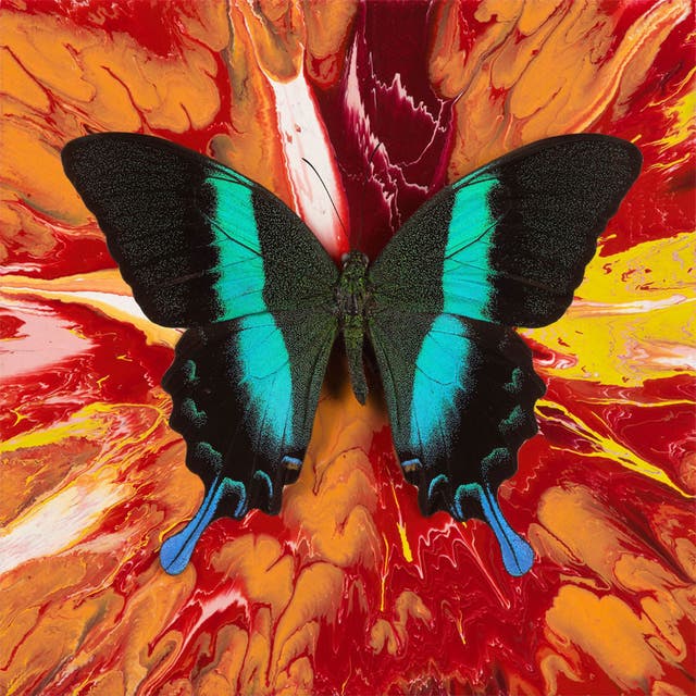 <p>Damien Hirst</p>
<p>'Inspirational Butterfly'</p>
<p>2008</p>
<p>Household gloss on canvas</p>