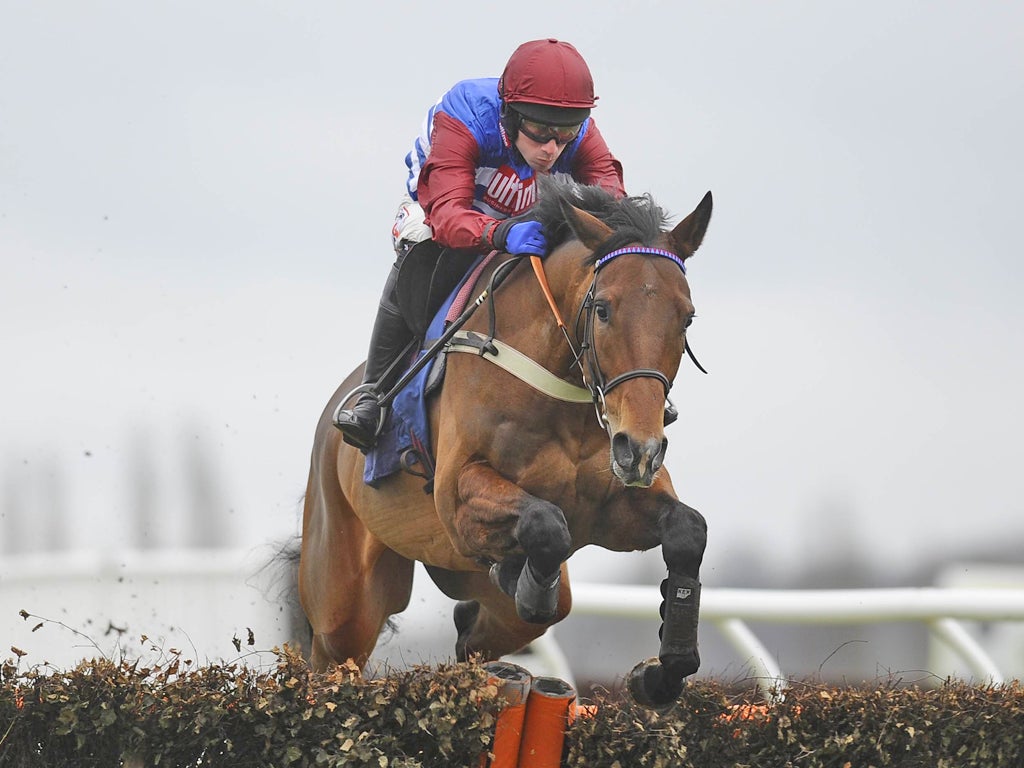 Bookmakers have shortened Grumeti's odds for the Triumph Hurdle
at Cheltenham