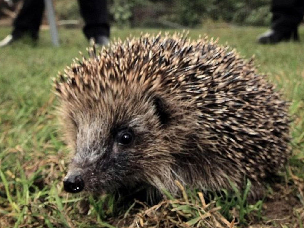 A badger’s powerful front claws can uncurl the hedghog’s tight ball of spines