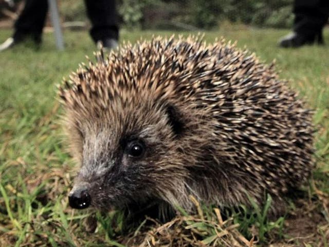 Londoners are making ‘hedgehog highways’ in their back garden