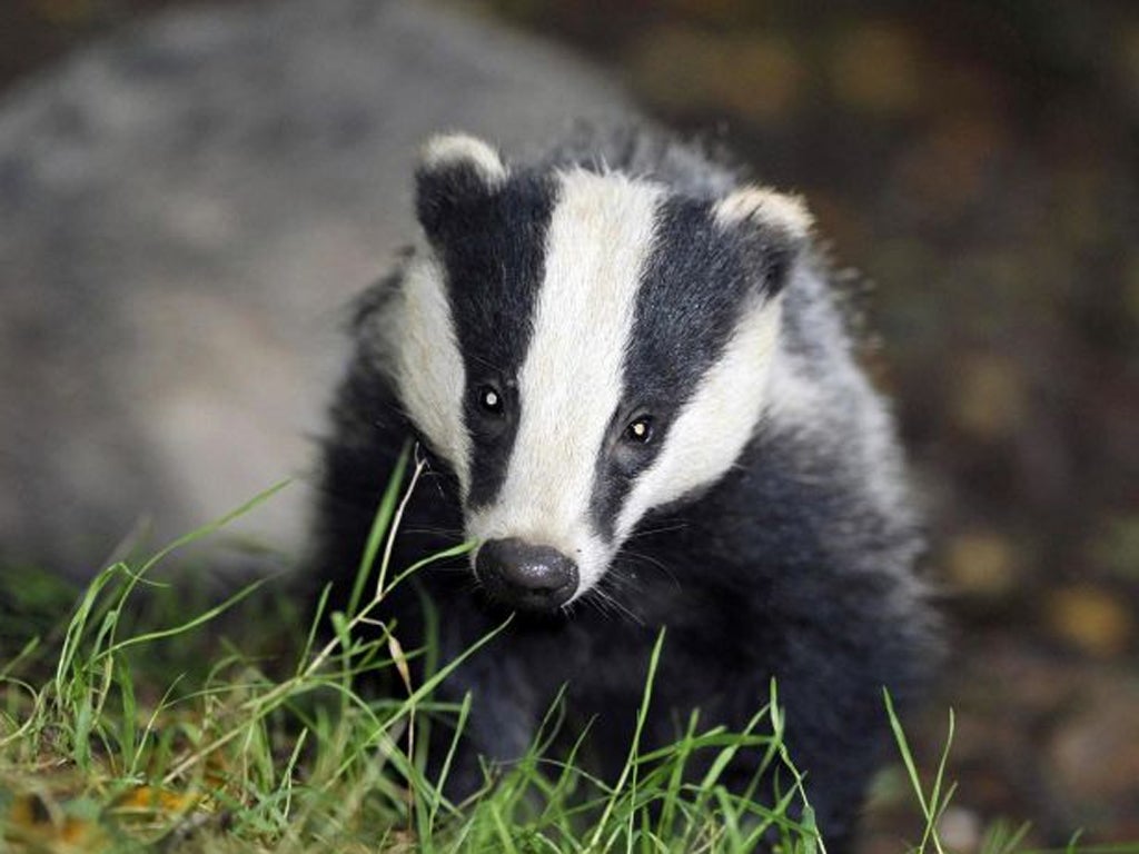 Roaming badgers are believed to be spreading TB in cattle
