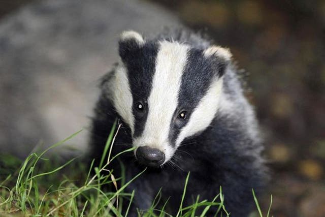 Roaming badgers are believed to be spreading TB in cattle
