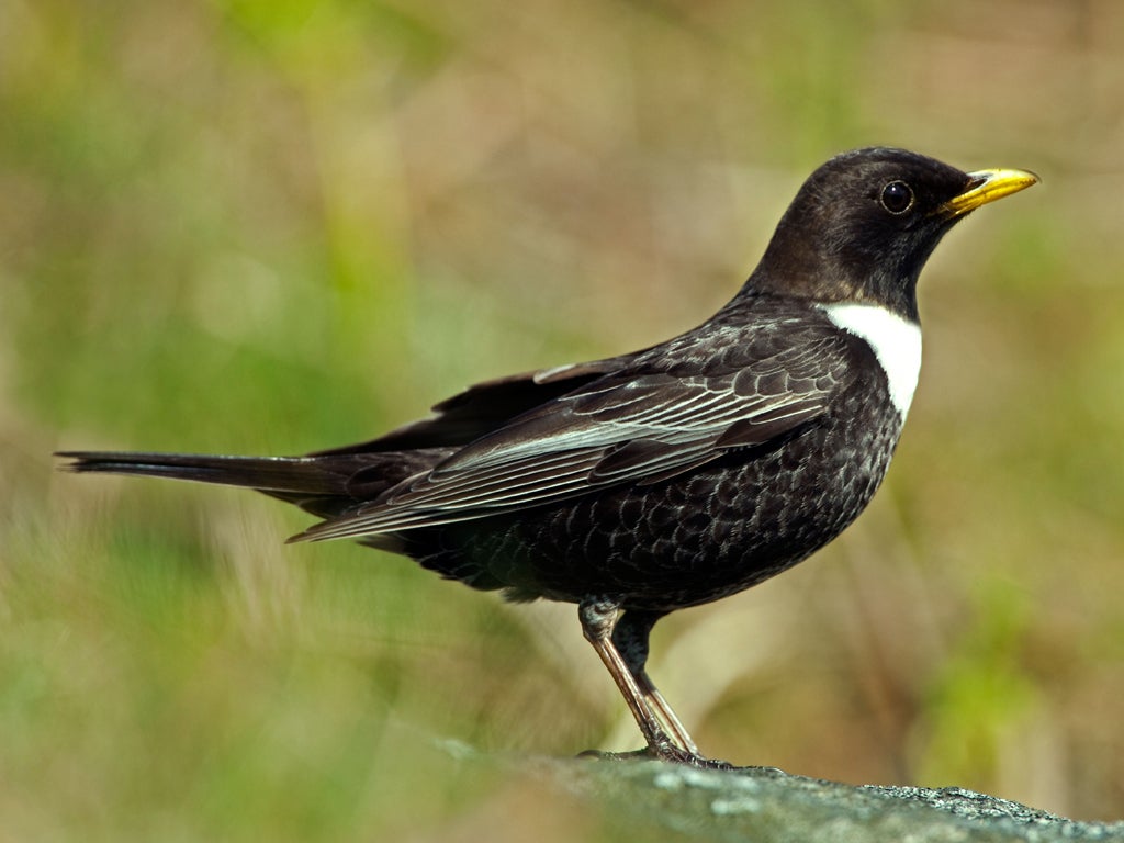 The number of ring ouzels have seen a 30 per cent decline in the last 10 years