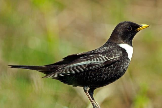 The number of ring ouzels have seen a 30 per cent decline in the last 10 years