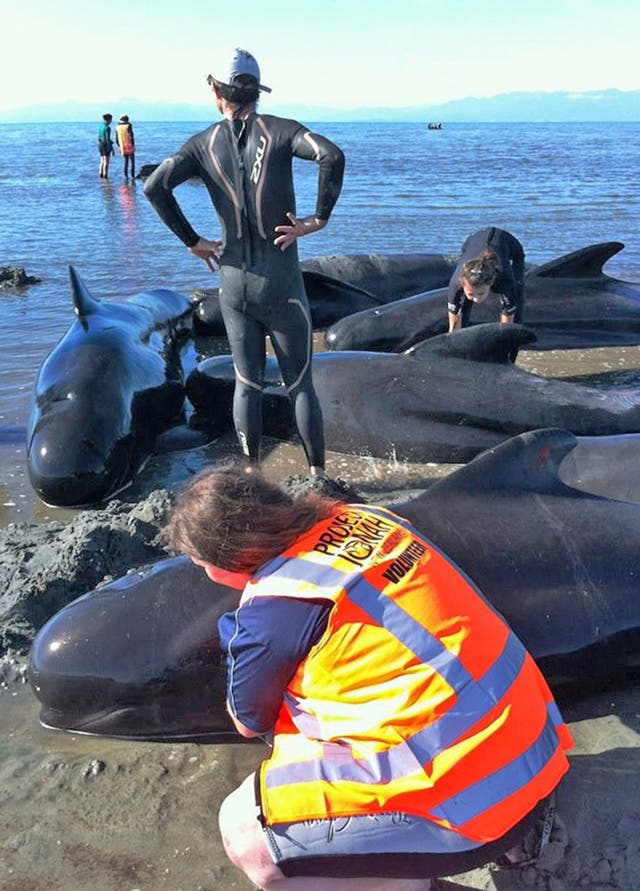 Stranded pilot whales are helped by volunteers at Farewell Spit on New Zealand's South Island