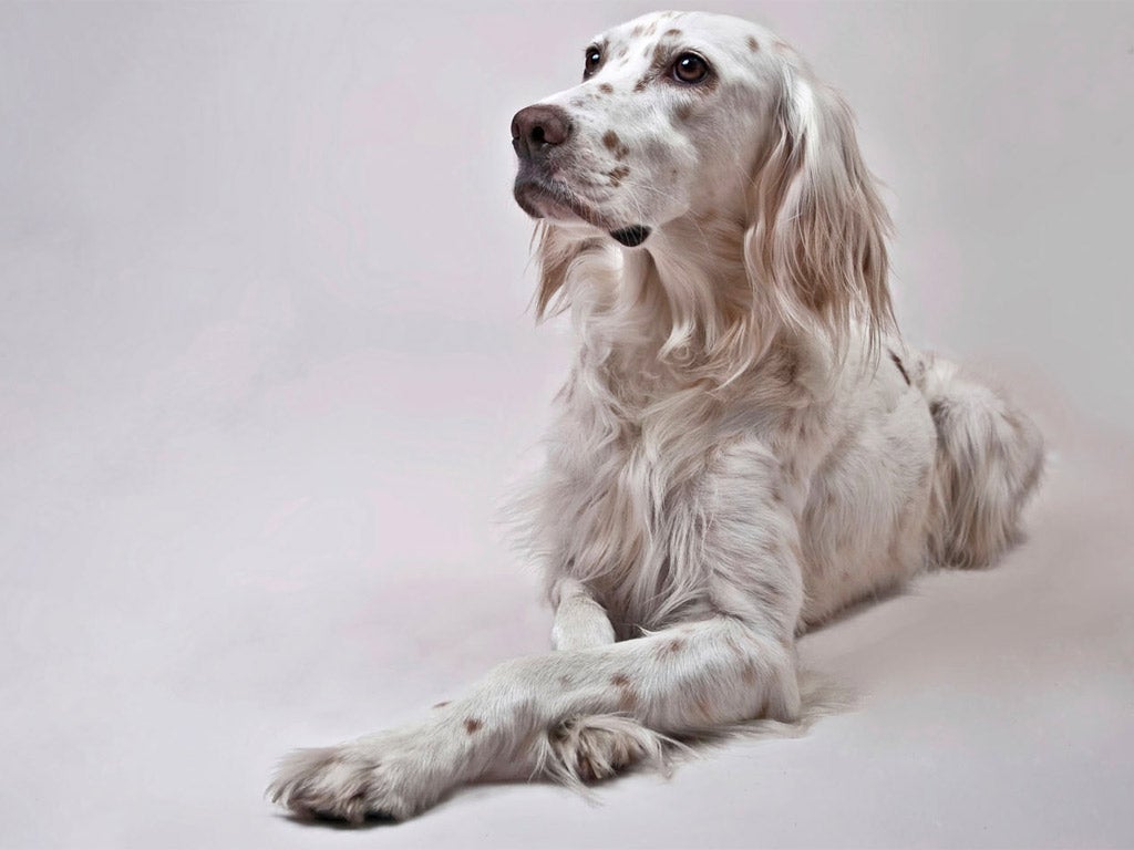 Only 234 English setters were registered with the Kennel Club last year