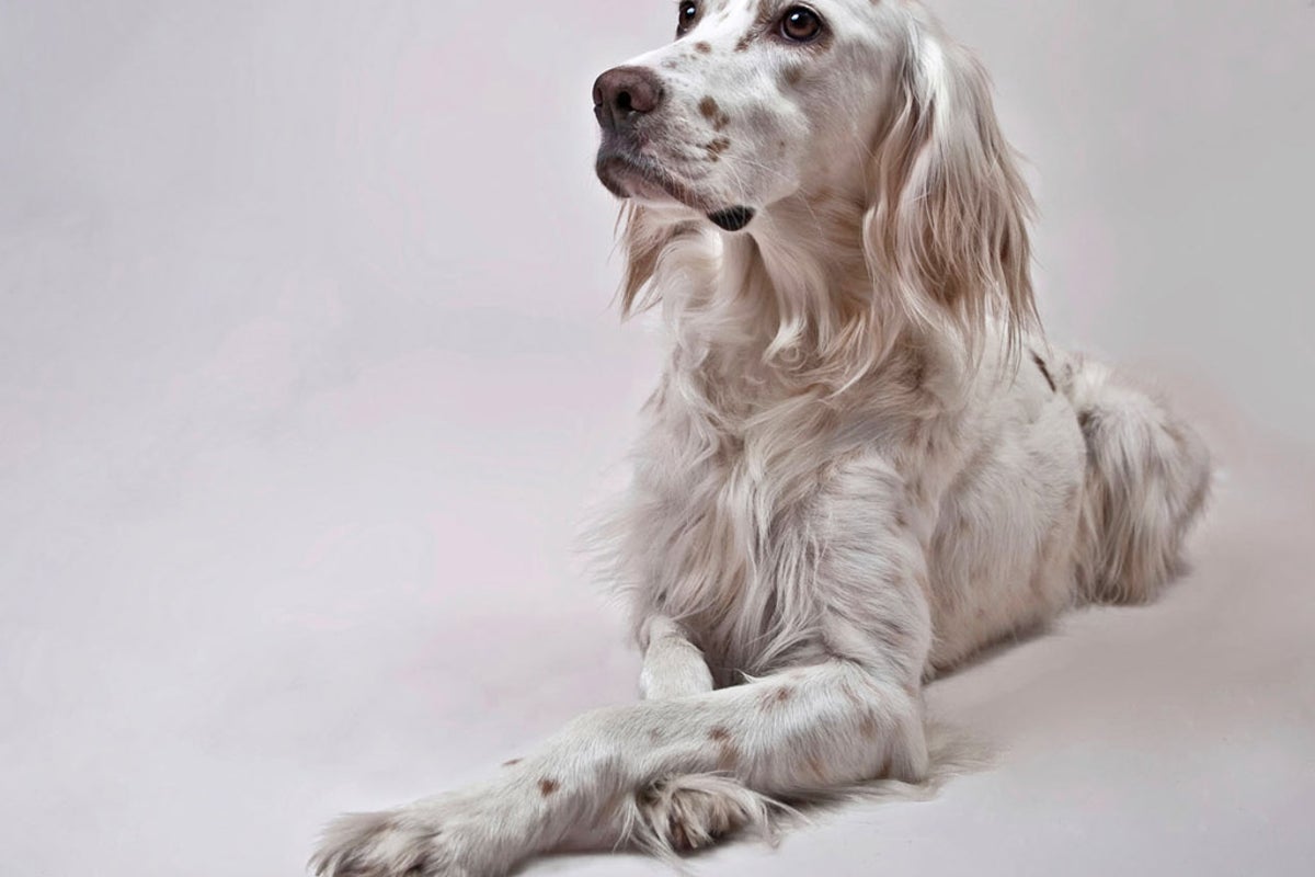 English setter on the brink of extinction | The Independent | The ...