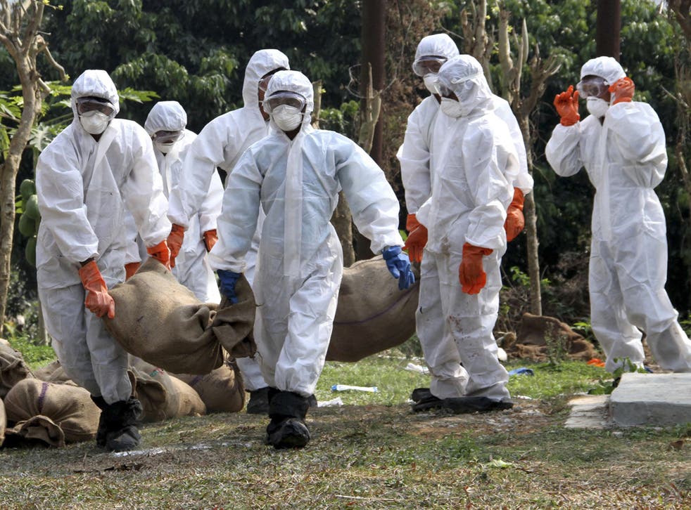 Health officials carry sacks of culled chickens after bird flu was found at a farm in Agartala, India, yesterday