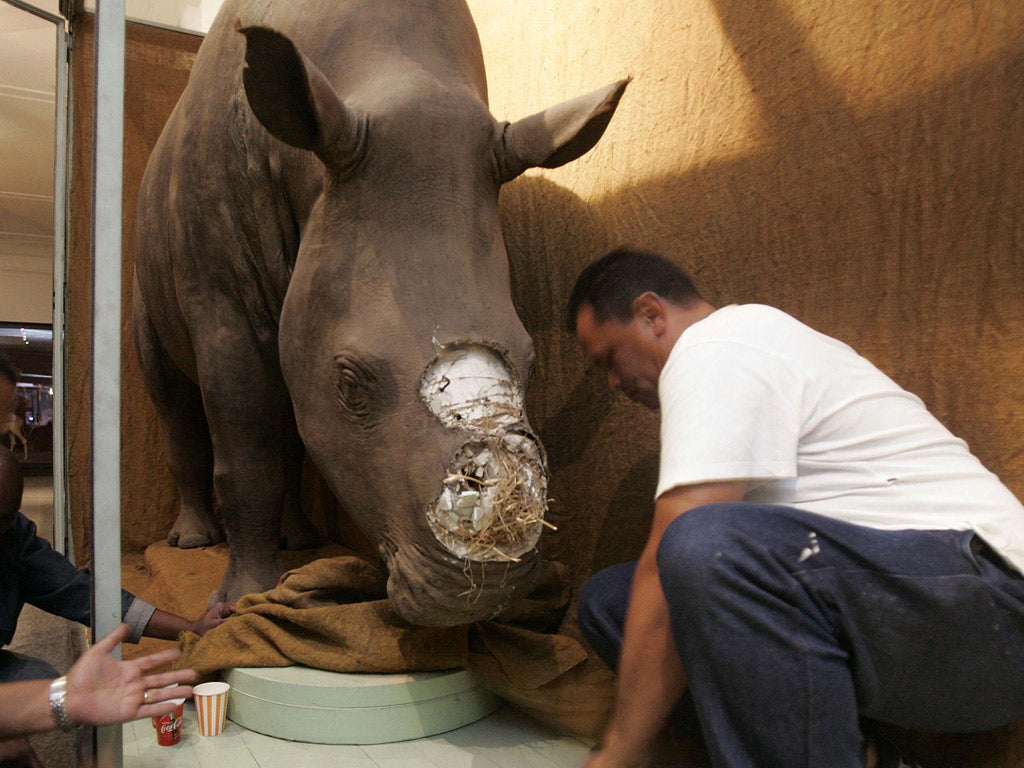 This rhino’s horns were stolen from a museum in South Africa
