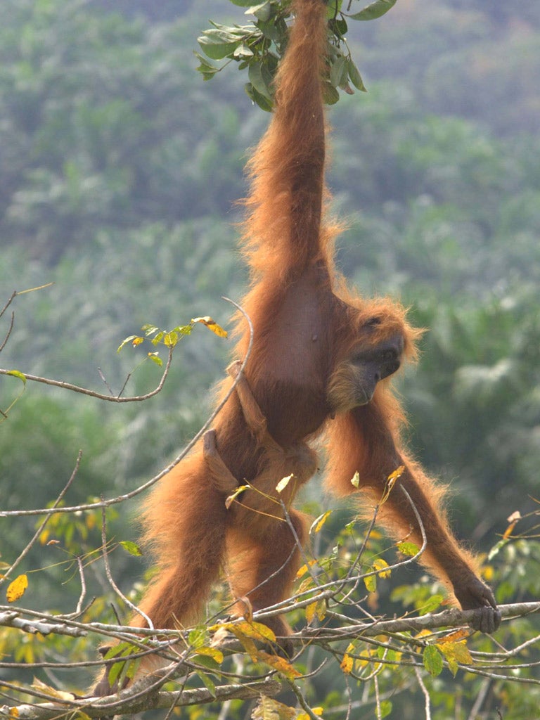 Global demand for palm oil is threatening the survival of the 6,600 orang-utans left in the rainforests of Sumatra and Borneo