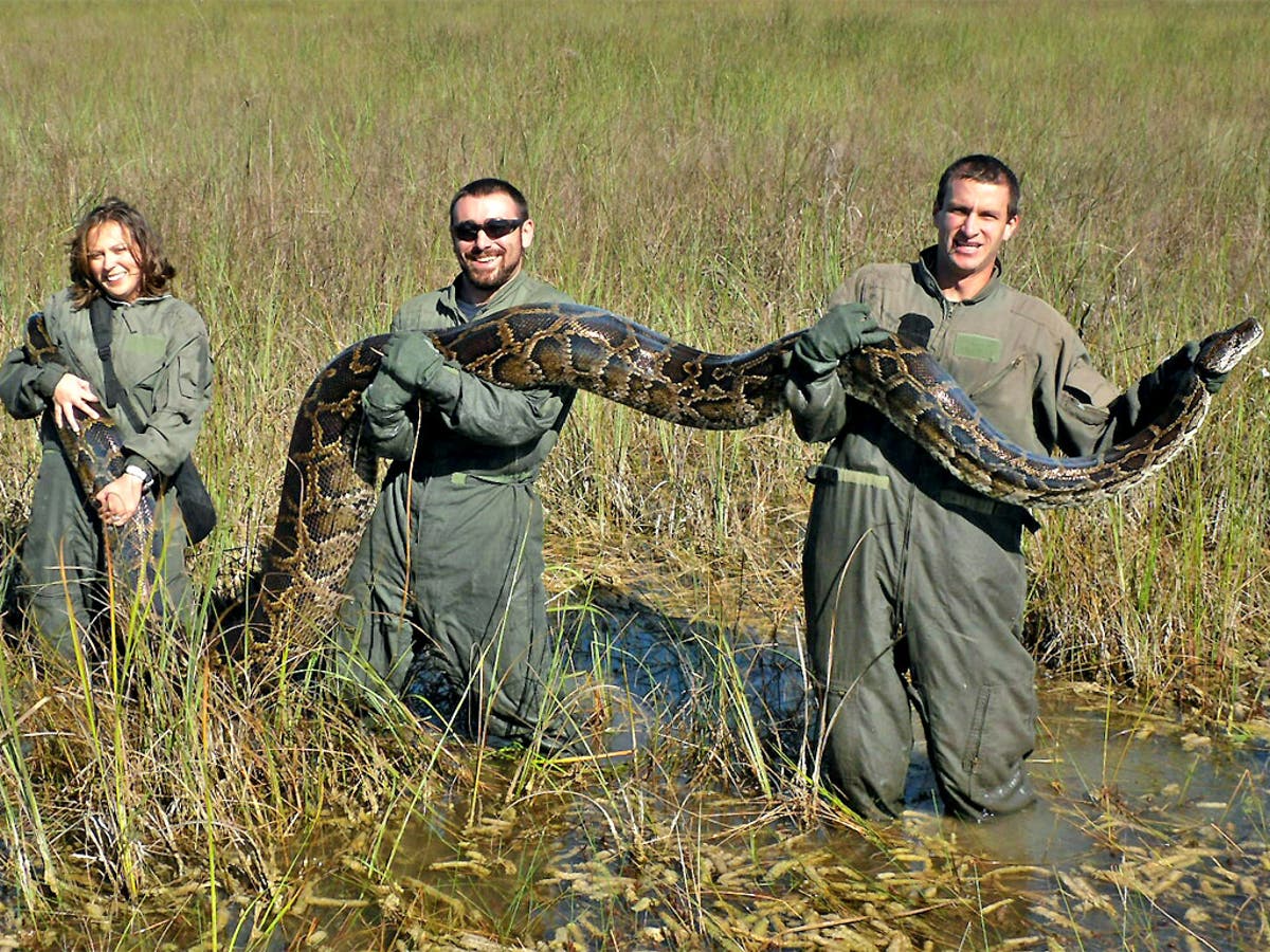 Scientists warn of homing pythons: Experts discover giant snakes ‘have ...