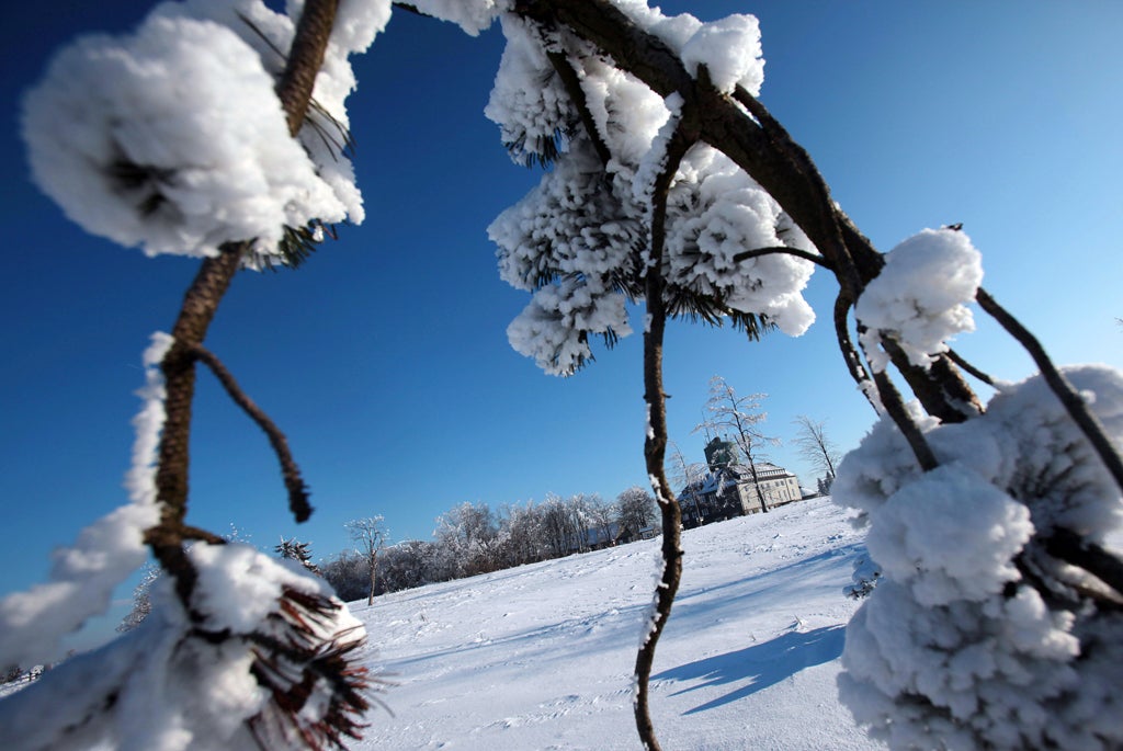 Snow-covered trees can be seen near the western German city of Winterberg on February 1, 2012. The cold front is expected to hit parts of the UK this weekend.