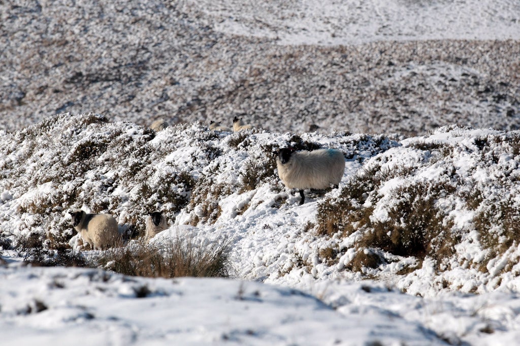Sheep watch as they stand in snow that has settled on Dartmoor on February 2, 2012 near Princetown, England. The UK is currently in the grips of a cold snap which has seen the Met Office upgrading its cold weather alert to level three, meaning 'severe' co