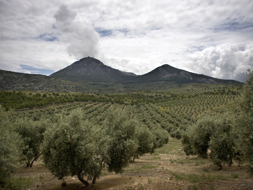 Farmers fear that over-production in Andalusian olive groves could close up to 80 per cent of their family-owned factories within a decade
