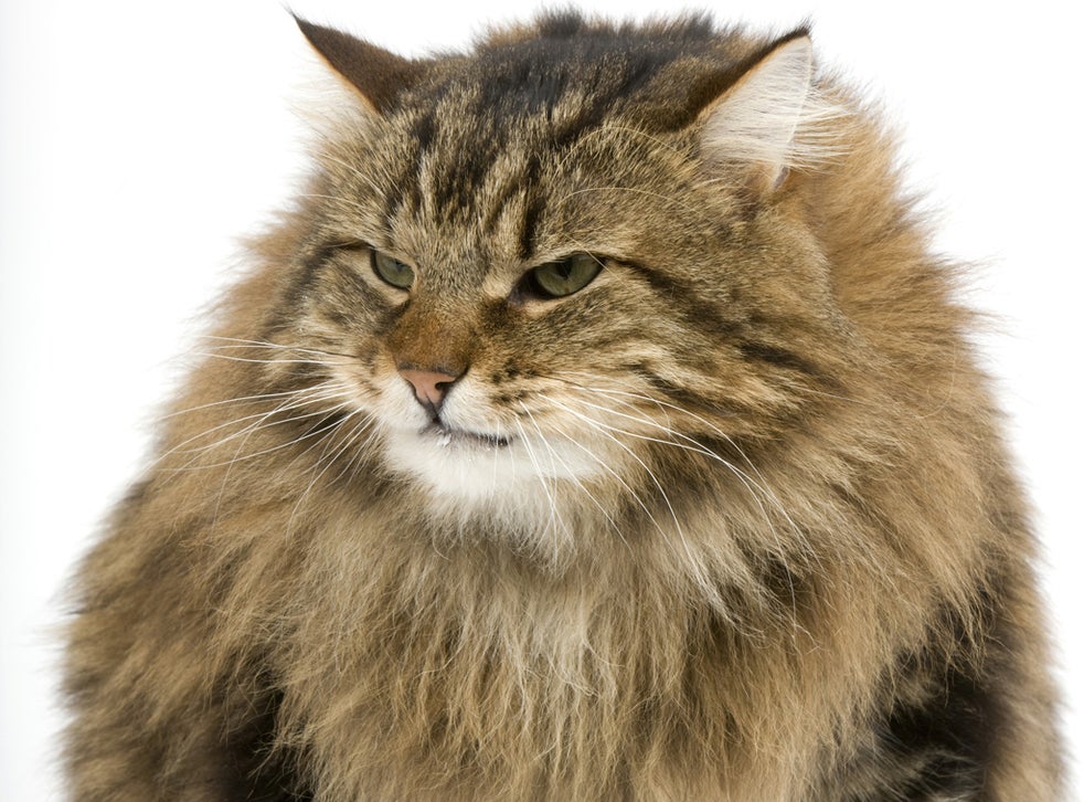 Fat Cat Britain Whitehall mandarins share £100m bonuses The