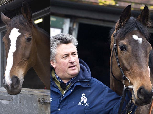 Kauto Star (left) was unusually not the centre of attention as all eyes were on Zarkandar during a visit to Paul Nicholls’ stables yesterday