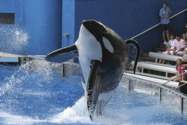 Tilikum the orca performs at SeaWorld in Orlando, Florida 