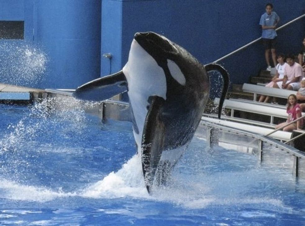 An orca performs at SeaWorld in Orlando, Florida 
