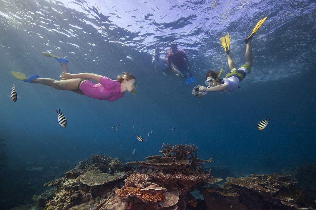 Snorkellers explore the Great Barrier Reef in Queensland