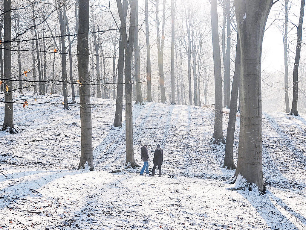 Forest of Dean in Gloucestershire