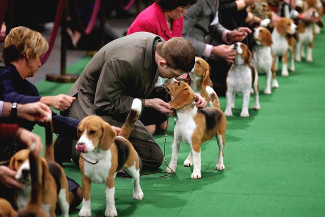 Beagles at the 136th Westminster Kennel Club  Annual Dog Show