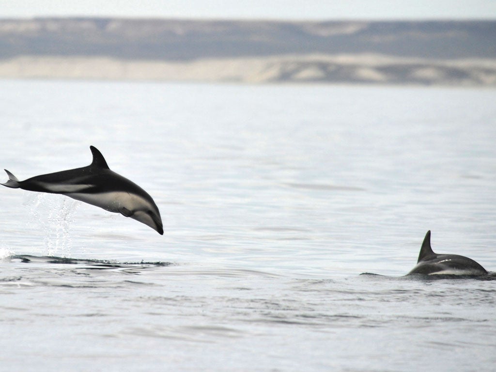 Marine intelligence: Whales and dolphins are the brains of the oceans