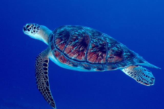 A beach break with a difference: an adult green sea turtle