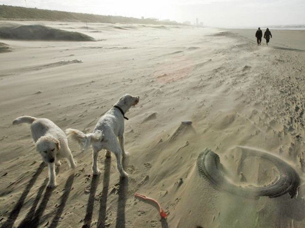 Room to roam: Dogs enjoy the freedom of empty beaches in winter