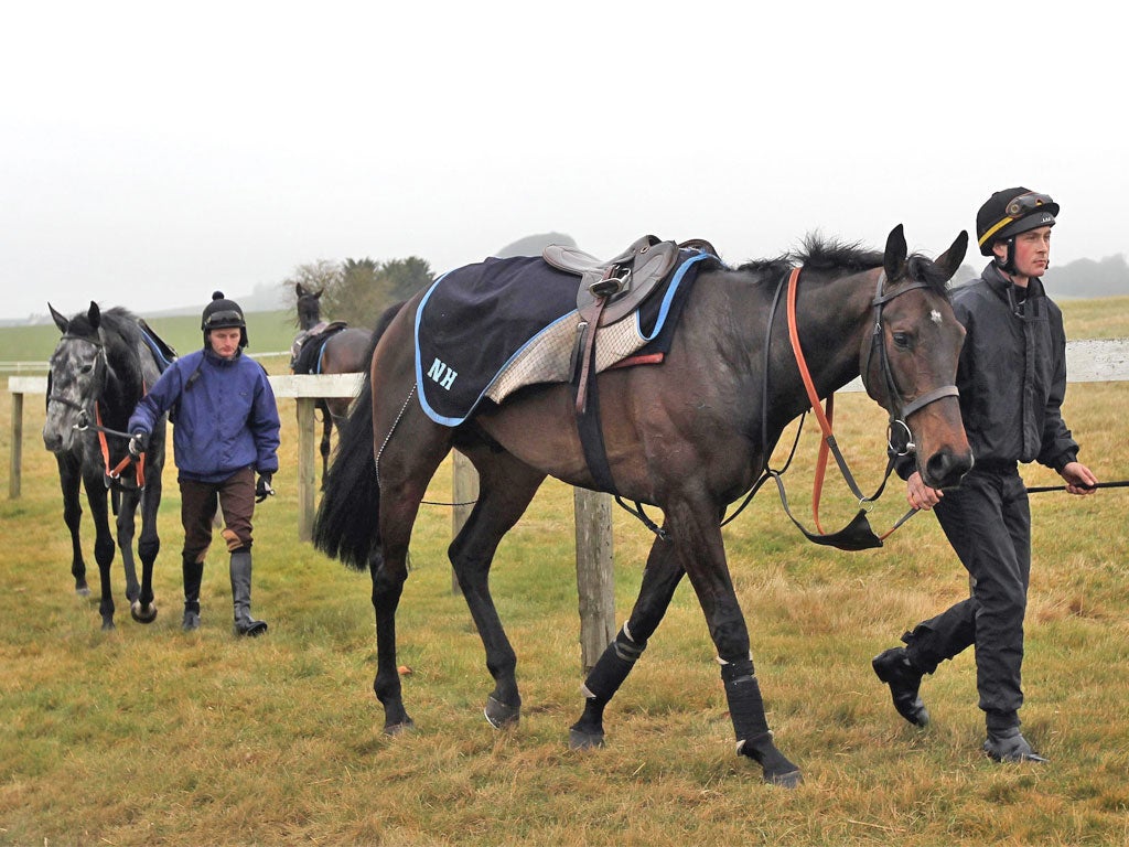 Nicky Henderson's Cheltenham Gold Cup winner Long Run is led in after morning work at Seven Barrows yesterday