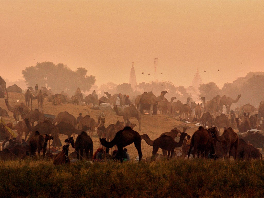 Camel traders from India look at the vast offerings as sun rises at the largest camel fair in the world