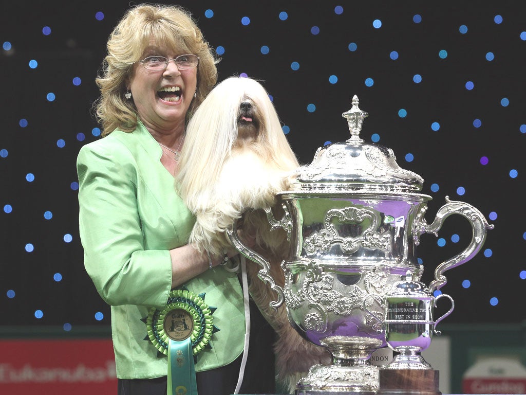 lhasa apso crufts