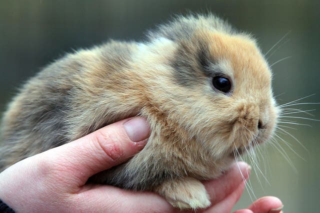 The earless bunny at a zoo in Limbach-Oberfrohna, eastern Germany