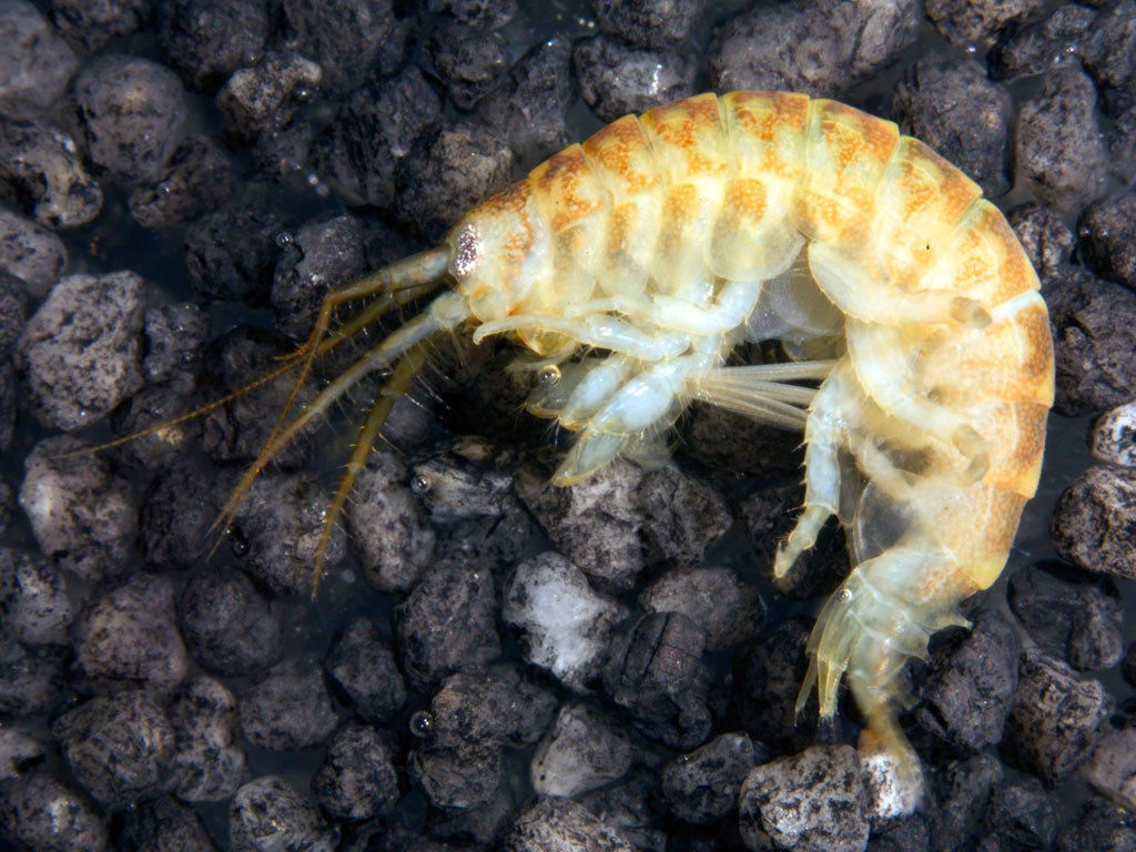 A particularly voracious and aggressive predator, Dikerogammarus villosus preys on a range of invertebrates and young fish,sometimes causing their local extinction