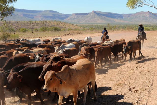Until the cows come home: Driving the cattle along the Gibb River Road