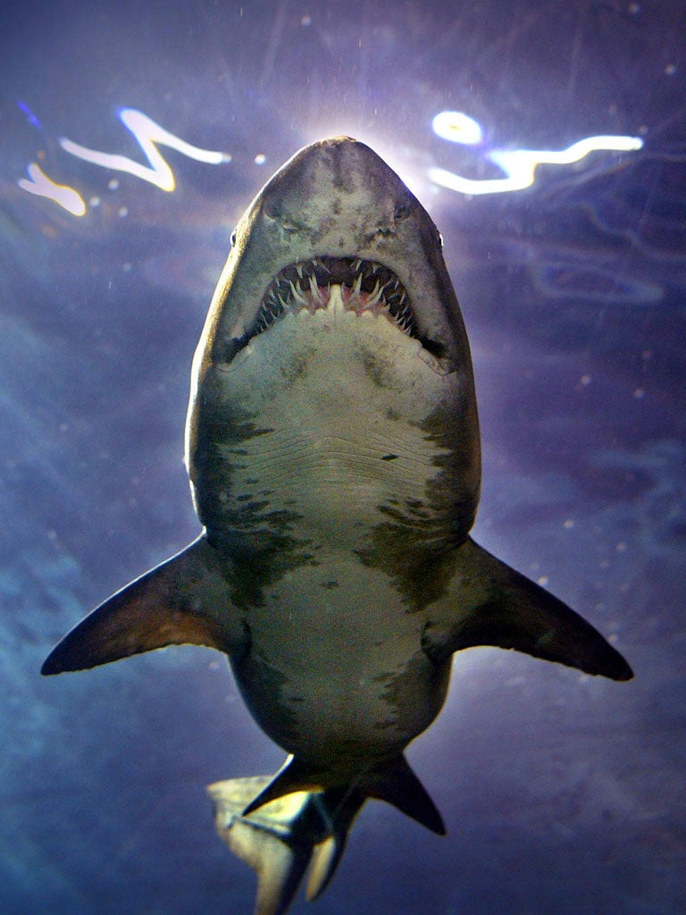 A sand tiger shark