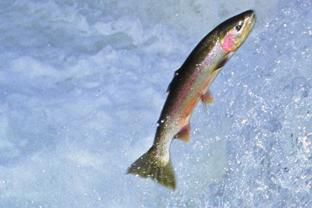 According to a new book, increasing numbers of rivers in towns and cities in Britain are now so clean that anglers are fly-fishing in them for trout and grayling, which are specialised clean-water species