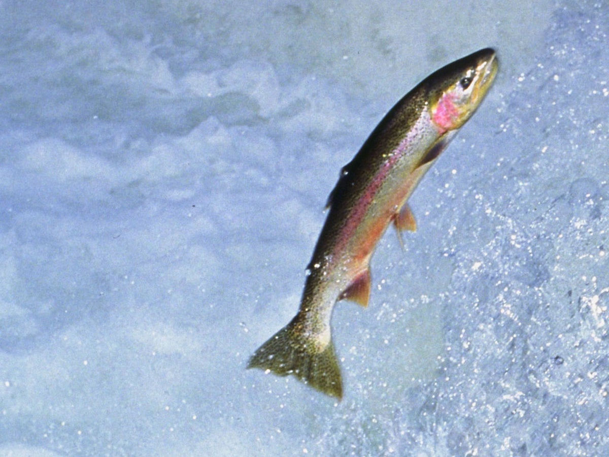 Look What S Struggling To Swim The Thames Now Trout The Independent The Independent