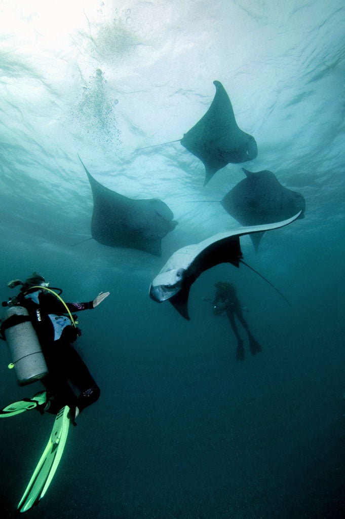 The mantas approach the divers
