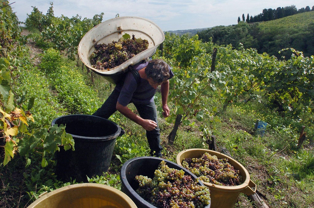 Take your pick: A Loire Valley vineyard
