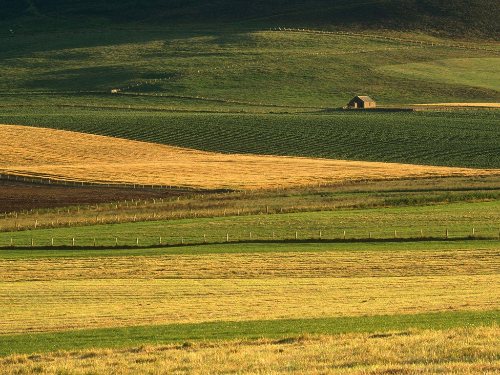 Golden fields in the evening sun near Yesnaby
