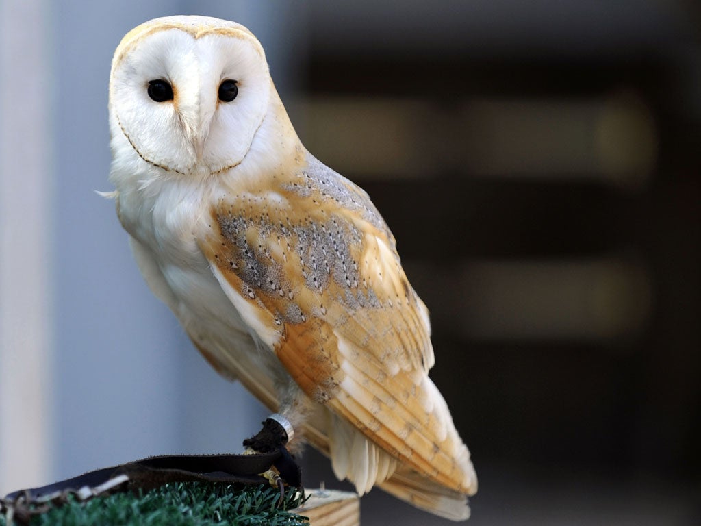 A longer dusk means you're more likely to see a barn owl. Look out after 7pm