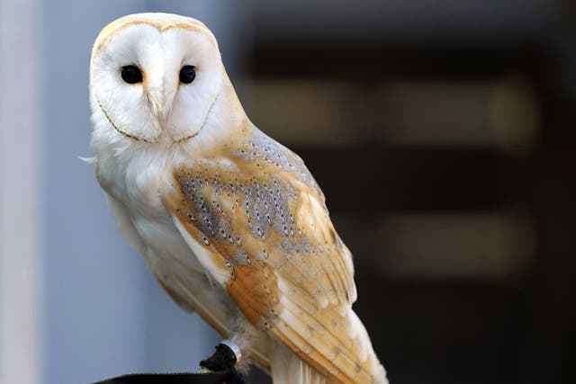 A longer dusk means you're more likely to see a barn owl. Look out after 7pm
