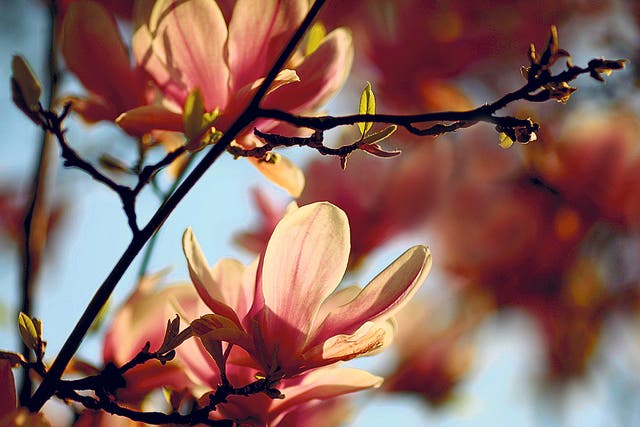 A magnolia tree in glorious bloom in Kensington, London