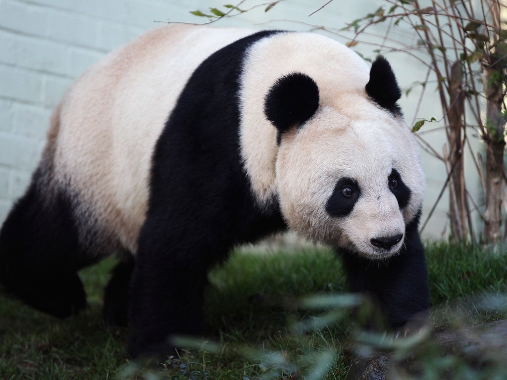 Tian Tian during her first appearance in December 2011