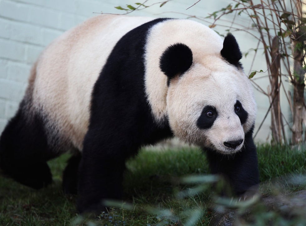 Edinburgh zoo panda Tian Tian 'ready to mate next week' The