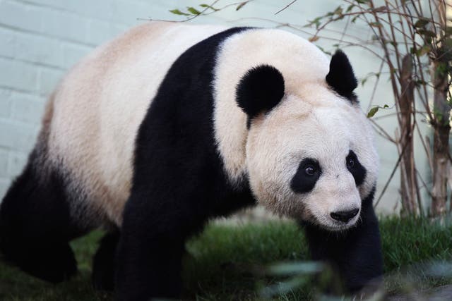 Tian Tian during her first appearance in December 2011