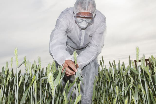 A scientist examines a genetically modified crop