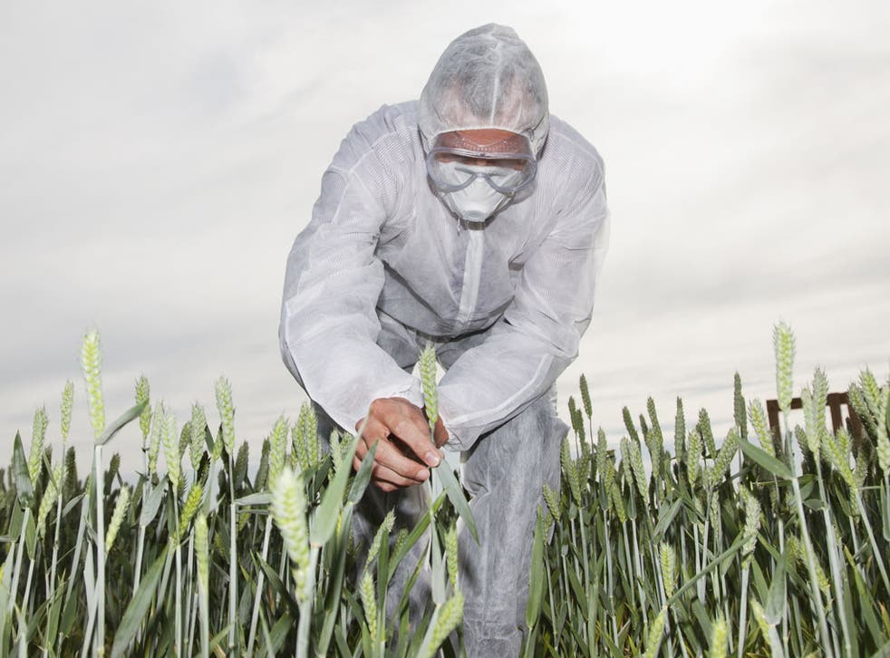 A scientist examines a genetically modified crop