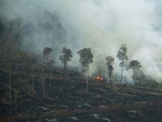 Protecting tropical peatlands could ‘stop the spread of new diseases’